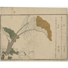 喜多川歌麿: Green Caterpillar (Imomushi) and Horsefly (Abu), from the album Ehon mushi erami (Picture Book: Selected Insects) - ボストン美術館