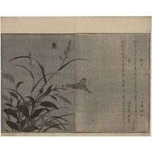 Kitagawa Utamaro: Tree Cricket (Matsumushi) and Firefly (Hotaru), from the album Ehon mushi erami (Picture Book: Selected Insects) - Museum of Fine Arts
