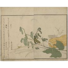 喜多川歌麿: Praying Mantis (Tôrô/kamakiri) and Cone-headed Grasshopper (Batta), from the album Ehon mushi erami (Picture Book: Selected Insects) - ボストン美術館