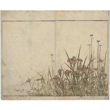 北尾重政: Iris and Mizu-aoi, floral endpaper from the book Mirror of Beautiful Women of the Green Houses (Seirô bijin awase sugata kagami) - ボストン美術館