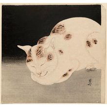 Kawanabe Kyosai: Sleeping Cat - Museum of Fine Arts