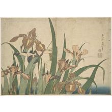 葛飾北斎: Irises and Grasshopper, from an untitled series known as Large Flowers - ボストン美術館