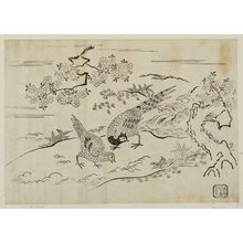 Nishimura Shigenaga: Pheasants under Cherry Tree - Museum of Fine Arts