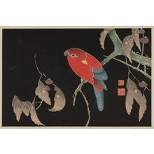 伊藤若冲: Ishizuri. Parrot on oak? branch, acorns - ボストン美術館