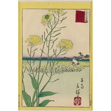 二歌川広重: Canola Flowers at the Komatsu River in Tokyo (Tôkyô Komatsugawa na no hana), from the series Thirty-six Selected Flowers (Sanjûrokkasen) - ボストン美術館