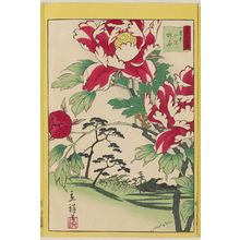 二歌川広重: Peonies at Kitazawa in Tokyo (Tôkyô Kitazawa botan), from the series Thirty-six Selected Flowers (Sanjûrokkasen) - ボストン美術館