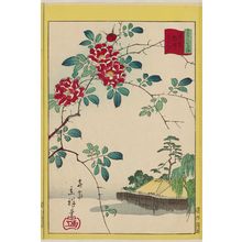二歌川広重: Wild Roses at Nezu in Tokyo (Tôkyô Nezu bara), from the series Thirty-six Selected Flowers (Sanjûrokkasen) - ボストン美術館