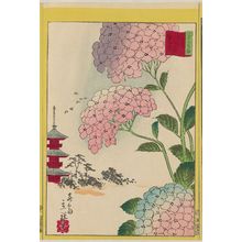 二歌川広重: Hydrangea at the Flower Garden at Asakusa in the Eastern Capital (Tôto Asakusa hana yashiki ajisai), from the series Thirty-six Selected Flowers (Sanjûrokkasen) - ボストン美術館