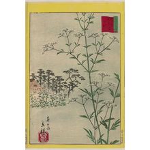 Utagawa Hiroshige II: Wild Pinks at the Ômiya Hachiman Shrine in Tokyo (Tôkyô Ômiya Hachiman ominaeshi), from the series Thirty-six Selected Flowers (Sanjûrokkasen) - Museum of Fine Arts