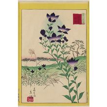 二歌川広重: Bellflowers at Hiroo Plain in Tokyo (Tôkyô Hiroo hara kikyô), from the series Thirty-six Selected Flowers (Sanjûrokkasen) - ボストン美術館