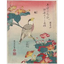 葛飾北斎: Hawfinch and Marvel-of-Peru (Ikaru, oshiroi no hana), from an untitled series known as Small Flowers - ボストン美術館
