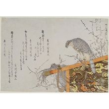 Ryuryukyo Shinsai: Hawk on a Perch - Museum of Fine Arts