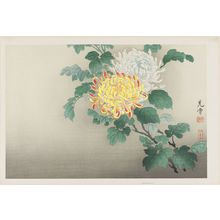 Tsuchiya Koitsu: Chrysanthemums - Museum of Fine Arts