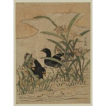 Isoda Koryusai: Waterbirds and Iris - Museum of Fine Arts