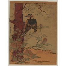 Isoda Koryusai: Woodpecker, Tree, and Peony - Museum of Fine Arts