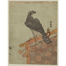 磯田湖龍齋: Falcon on Perch - ボストン美術館