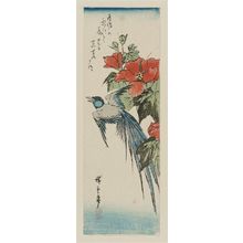 Utagawa Hiroshige: Long-tailed Bird and Hibiscus - Museum of Fine Arts