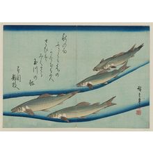 歌川広重: Trout, from an untitled series known as Large Fish - ボストン美術館