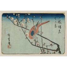 Utagawa Hiroshige: Plum Blossoms and Macaw - Museum of Fine Arts