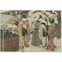 Kitagawa Utamaro: Display of Chrysanthemums, from Vol. 2 of the book Ehon shiki no hana (Flowers of the Four Seasons) - Museum of Fine Arts