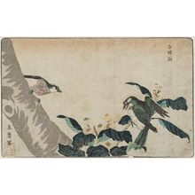 Kitao Masayoshi: Gray Starling (Hakutô-ô) in Loquat Tree, reprinted from the album Kaihaku raikin zui (A Compendium of Pictures of Birds Imported from Overseas) - Museum of Fine Arts