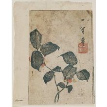 Keisai Eisen: Nandina - Museum of Fine Arts