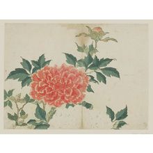 菊川英山: Peonies - ボストン美術館