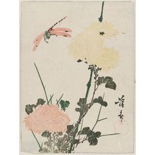 渓斉英泉: Chrysanthemums and Dragonfly - ボストン美術館