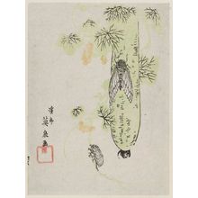 渓斉英泉: Gourd Vine, Cicada, and Empty Shell - ボストン美術館