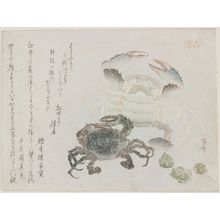 柳々居辰斎: Two Crabs - ボストン美術館