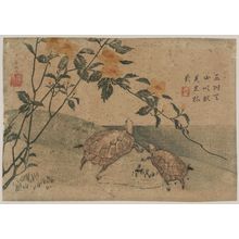 Katsushika Hokusai: Two Turtles and Kerria Roses (Yamabuki) - Museum of Fine Arts