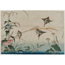 葛飾北斎: Kingfishers, Reeds, and Morning Glories - ボストン美術館
