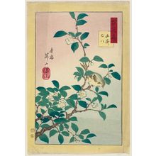 Hayakawa Shozan: from the series One Hundred Birds and Flowers (Hyakkachô) - Museum of Fine Arts