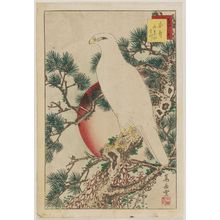 Nakayama Sûgakudô: No. 1, White Falcon and Five-needled Pine (Shirotaka goyô no matsu), from the series Forty-eight Hawks Drawn from Life (Shô utsushi yonjû-hachi taka) - ボストン美術館