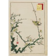 Nakayama Sûgakudô: No. 2, Warbler and White Plum (Uguisu hakubai), from the series Forty-eight Hawks Drawn from Life (Shô utsushi yonjû-hachi taka) - Museum of Fine Arts