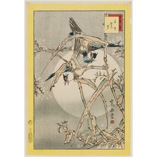 Nakayama Sûgakudô: No. 39, Plovers and Dry Reeds (Chidori kareashi), from the series Forty-eight Hawks Drawn from Life (Shô utsushi yonjû-hachi taka) - ボストン美術館