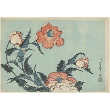 葛飾北斎: Poppies, from an untitled series known as Large Flowers - ボストン美術館