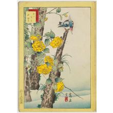 Nakayama Sûgakudô: No. 4, Kingfisher and Kerria Roses (Kawasemi yamabuki), from the series Forty-eight Hawks Drawn from Life (Shô utsushi yonjû-hachi taka) - Museum of Fine Arts