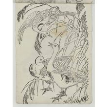Unknown, 無款 (Artist Unknown, Japanese)による浮世絵「Wild Geese」