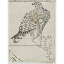 Unknown: Falcon on Perch - Museum of Fine Arts