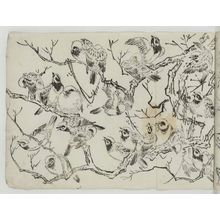 Unknown, 無款 (Artist Unknown, Japanese)による浮世絵「Flock of Sparrows in Tree」