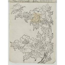 Unknown, 無款 (Artist Unknown, Japanese)による浮世絵「Peonies」