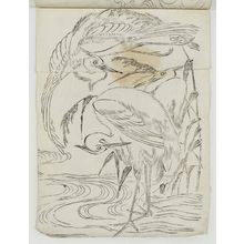 Unknown: Egrets - Museum of Fine Arts