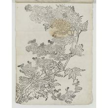 Unknown: Chrysanthemums - Museum of Fine Arts