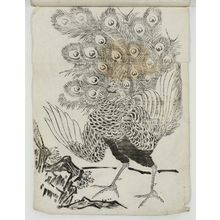 Unknown: Peacock - Museum of Fine Arts