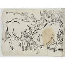 Unknown: Oxen - Museum of Fine Arts