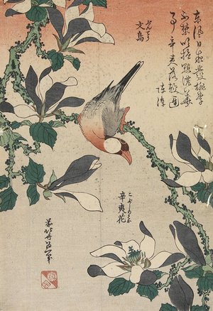 葛飾北斎: Java Sparrow and Magnolia - ミネアポリス美術館