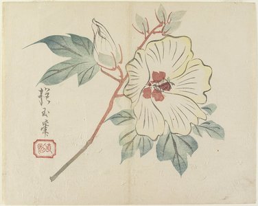 Yamada Ho_gyoku: (Large White Flower) - Minneapolis Institute of Arts 