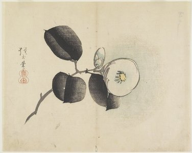 Yamada Ho_gyoku: (Camellia Flower and Bud) - ミネアポリス美術館