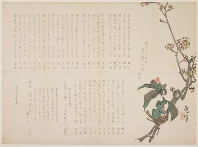 Nagayama Ko_choku: Plum and Camellia Branches - ミネアポリス美術館